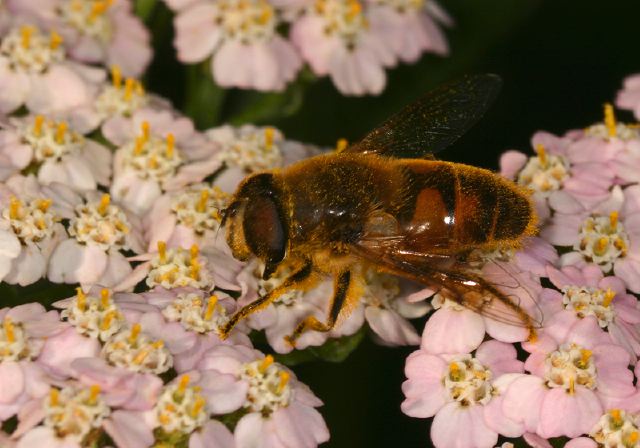 Eristalis tenax Syrphidae