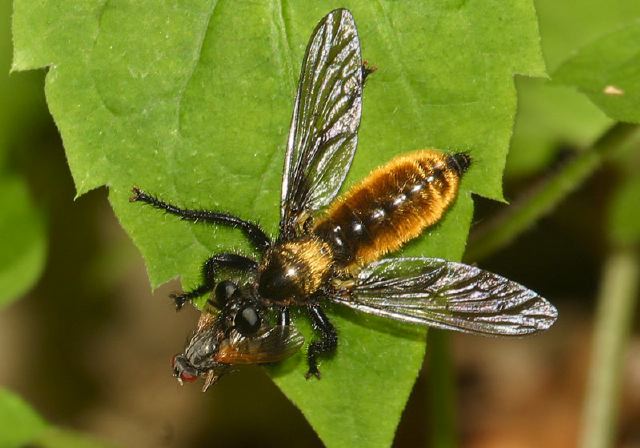 Laphria sericea Asilidae