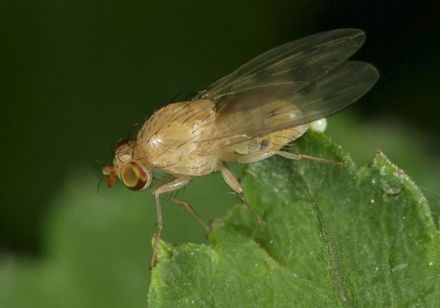 Homoneura sp Lauxaniidae
