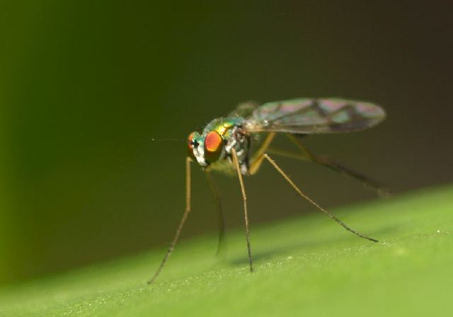   Dolichopodidae