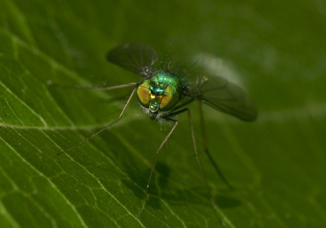   Dolichopodidae