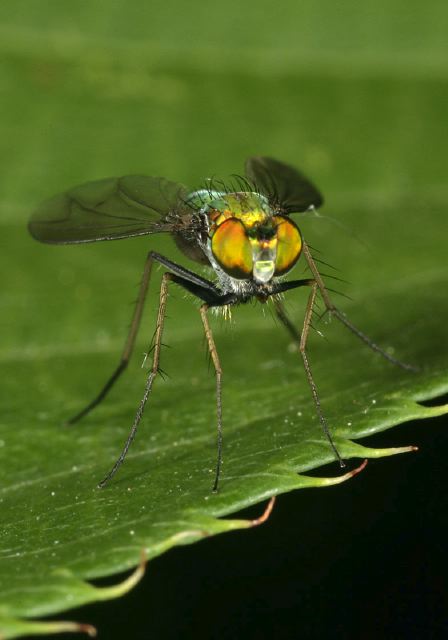   Dolichopodidae