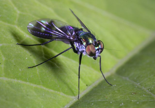 Condylostylus sp Dolichopodidae