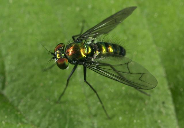 Condylostylus sp Dolichopodidae