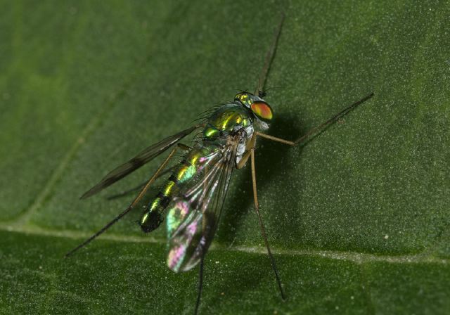   Dolichopodidae