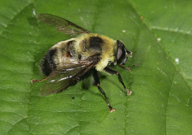 Mallota sp Syrphidae