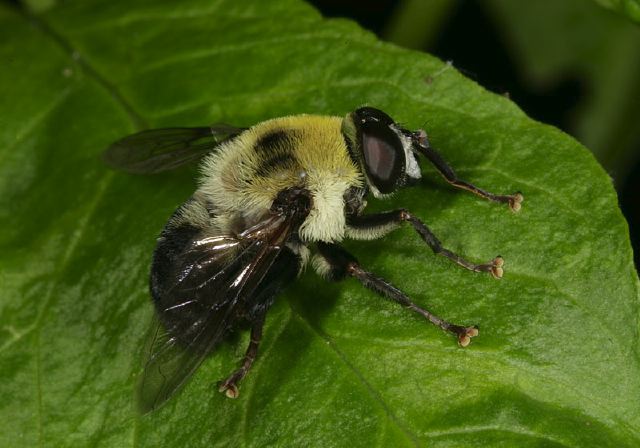 Mallota bautias Syrphidae