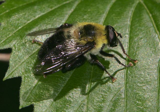 Mallota bautias Syrphidae