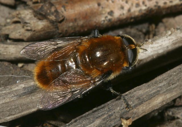 Merodon equestris Syrphidae