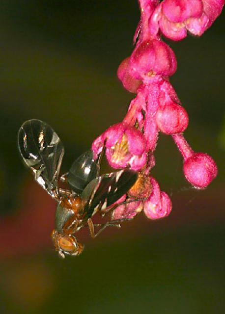 Delphinia picta Otitidae