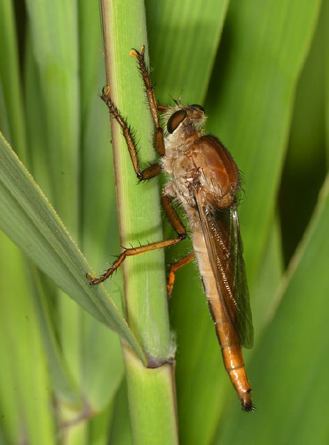 Proctacanthus Sp Asilidae