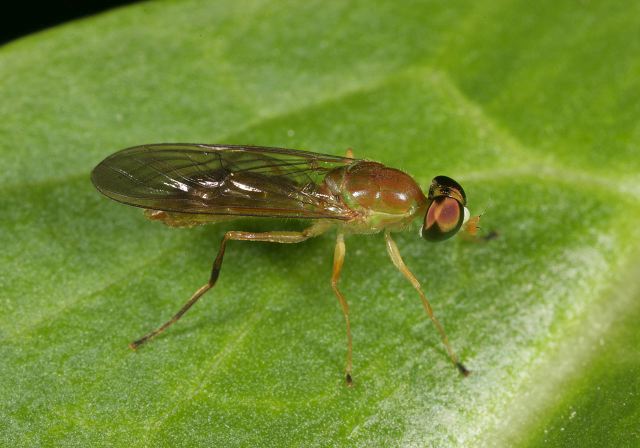 Ptecticus trivittatus Stratiomyidae