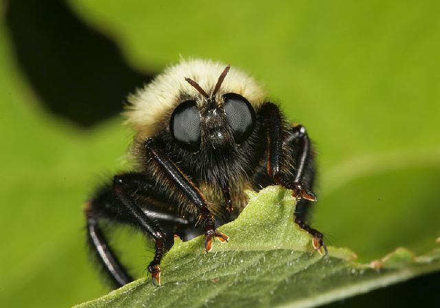 Laphria thoracica Asilidae