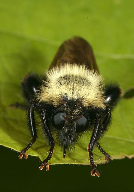 Laphria thoracica Asilidae