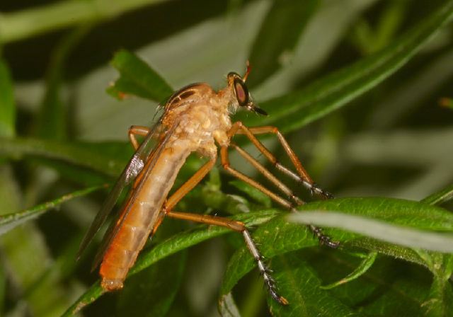 Diogmites neoternatus Asilidae