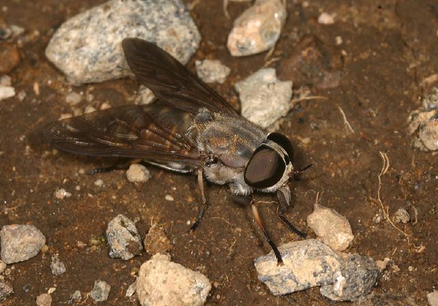 Tabanus Tabanidae