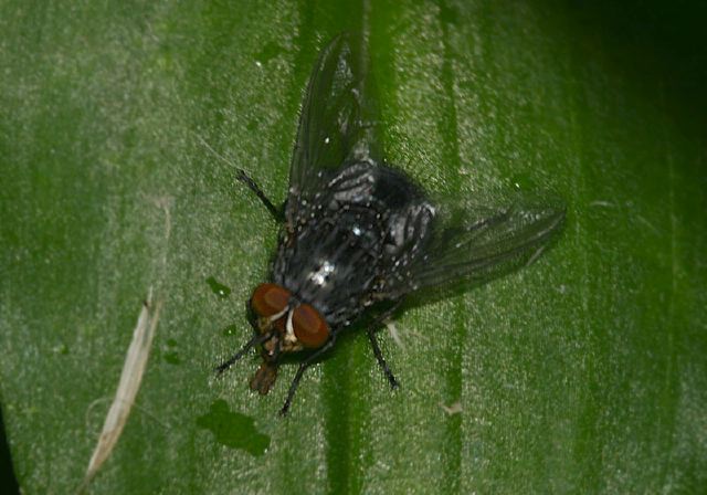   Tachinidae