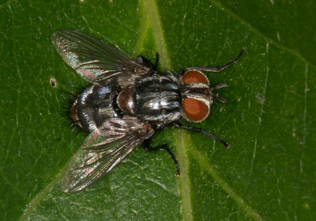   Tachinidae