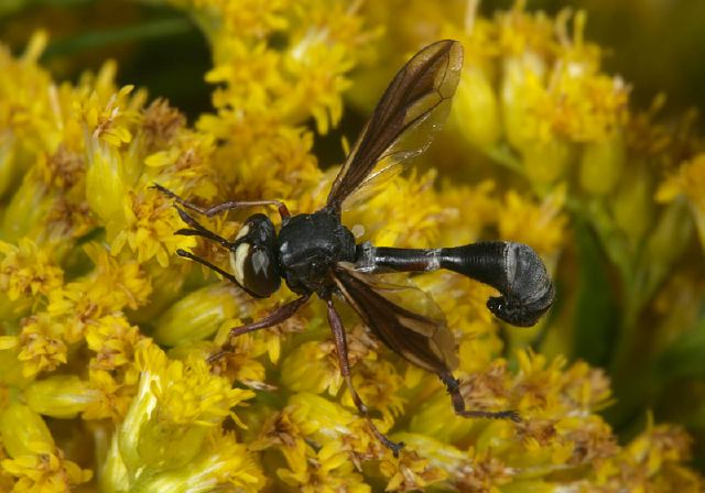 Physocephala Sp Conopidae