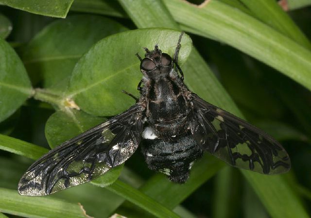 Xenox tigrinus Bombyliidae