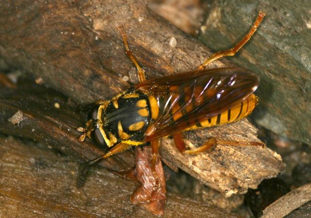 Milesia virginiensis Syrphidae