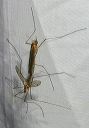 cranefly8458