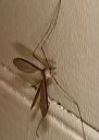 cranefly875