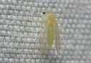 midge8757