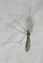 winter_cranefly5451