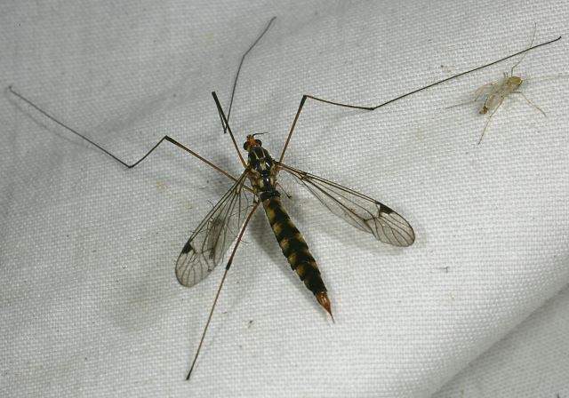 Nephrotoma alterna Tipulidae