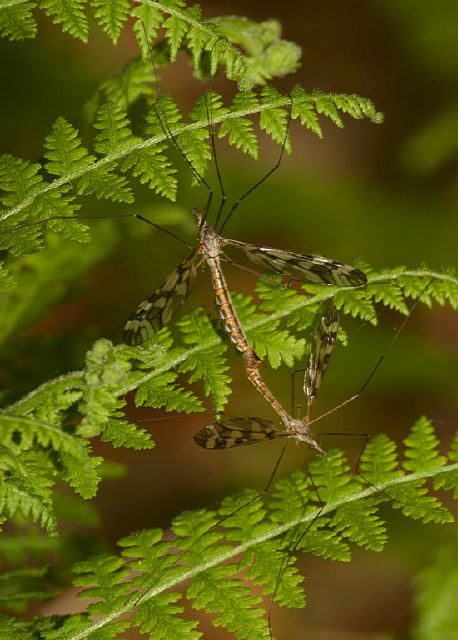 Tipula trivittata Tipulidae