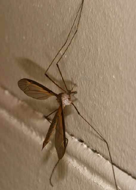 Tipula sayi Tipulidae