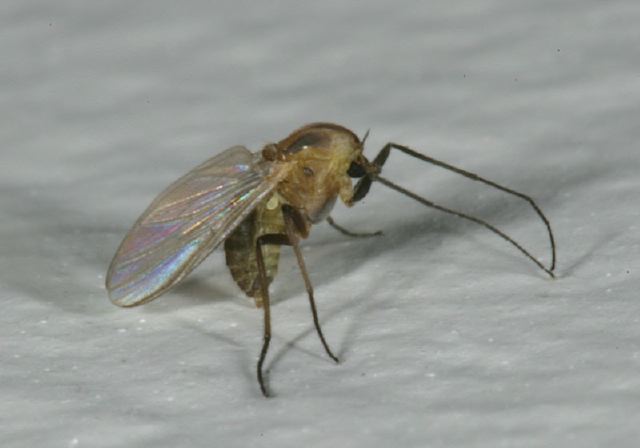   Chironomidae