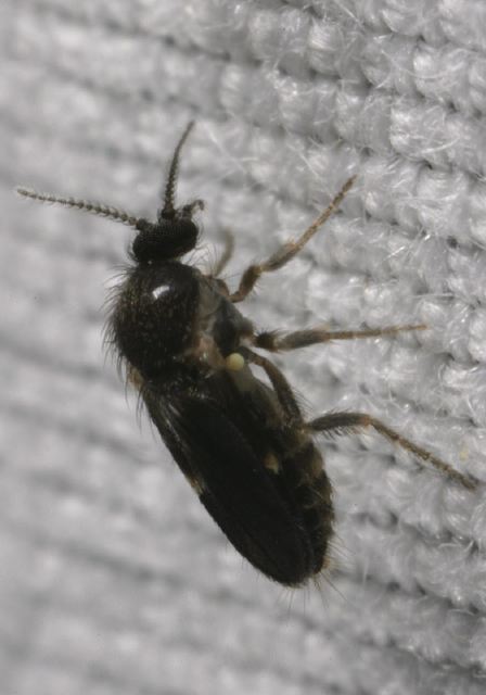   Ceratopogonidae