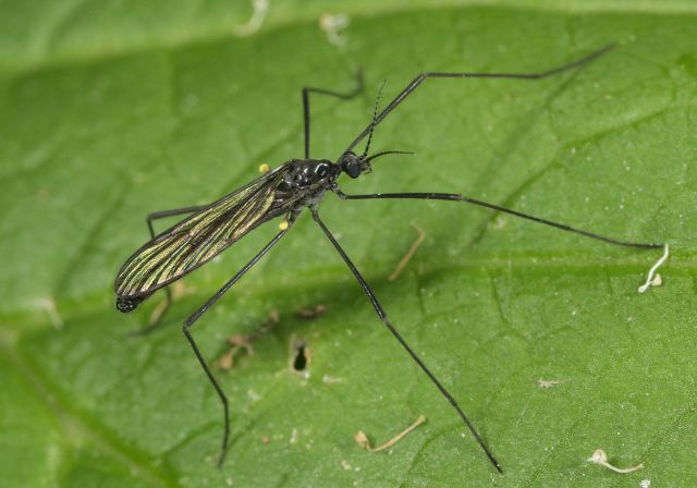 Gnophomyia tristissima Limoniidae