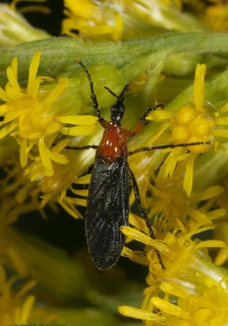 Plecia Sp Bibionidae