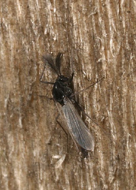   Chironomidae