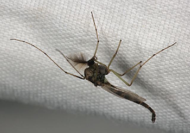   Chironomidae