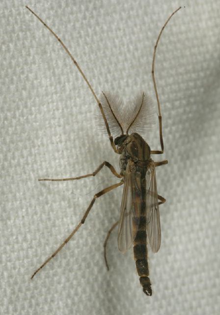   Chironomidae