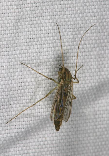   Chironomidae