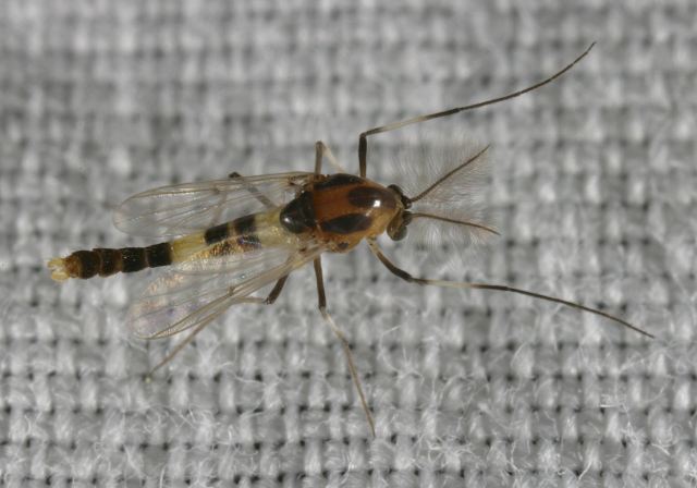 Cricotopus sp. Chironomidae