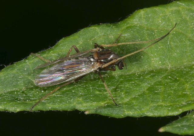   Chironomidae