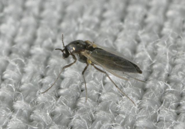   Chironomidae