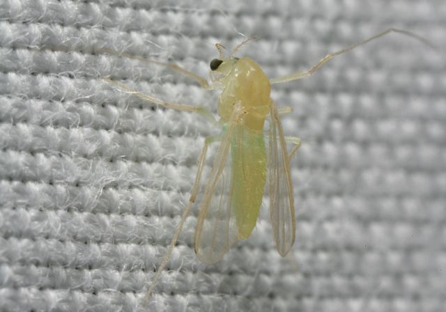   Chironomidae