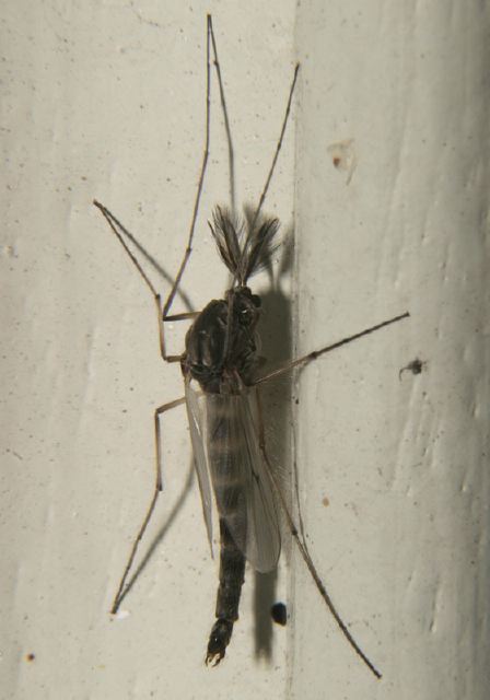   Chironomidae