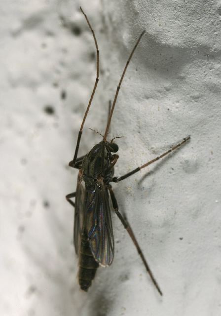   Chironomidae