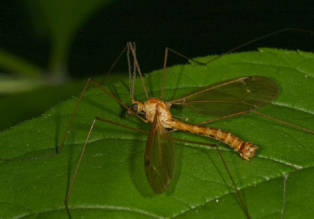 Nephrotoma Sp Tipulidae