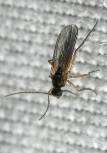   Sciaridae