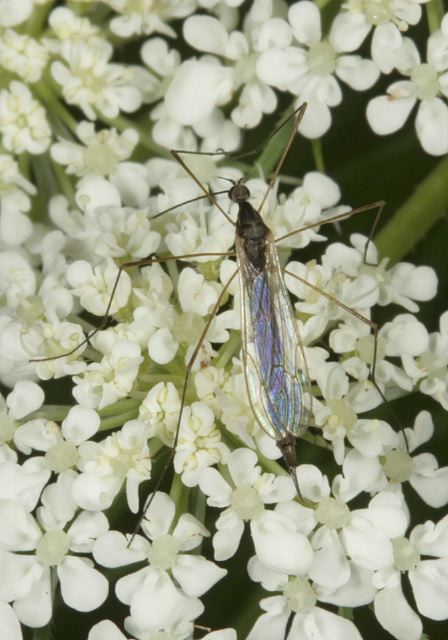 Toxorhina magna Limoniidae