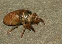 cicada37